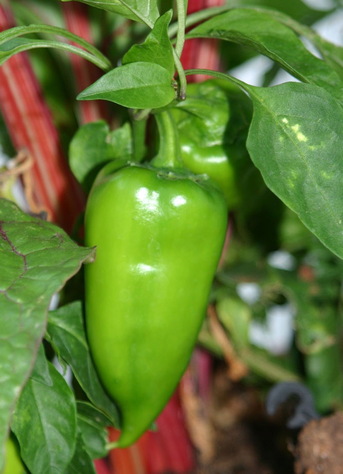 کاشت فلفل در گلدان - فوت و فن های باغبانی